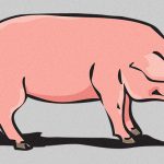 アフリカ人「豚が疫病にかかった？燃やして埋めればいいっしょ！ｗｗ」