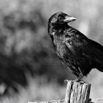 【閲覧注意】カラスが人を食ってるグロ動画･･･。