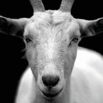 【衝撃映像】半分豚、半分人間のヤギが誕生してしまう。