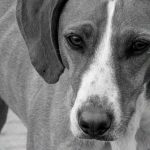 【閲覧注意】ISISの末路、死体を犬に食われる最期を撮影したグロ動画。