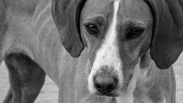 【閲覧注意】ISISの末路、死体を犬に食われる最期を撮影したグロ動画。