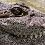 【閲覧注意】超巨大な人食いワニの腹を裂いてみた結果･･･。