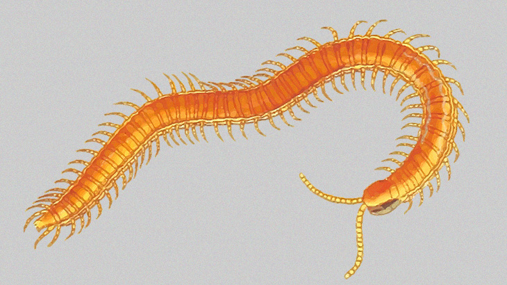 【捕食動画】巨大なムカデは “30秒” でネズミを殺す。