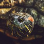 【衝撃映像】カメの首を切断して “そのまま放置” してた結果･･･。