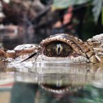 目の前で子供が “ワニに食われている” のに何もできない･･･。