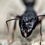 Youtuber「大量発生した蟻に熱湯かけて殺してみたよ！」