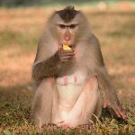 【捕食動画】動物園の猿、”アヒルの子” を捕まえて食べてしまう･･･。