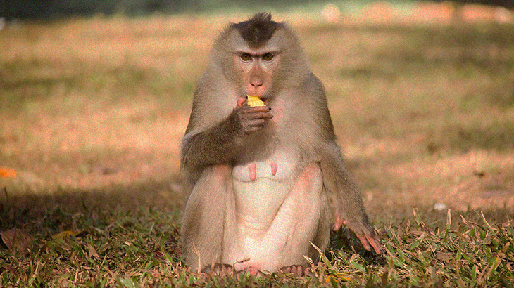 【捕食動画】動物園の猿、”アヒルの子” を捕まえて食べてしまう･･･。