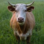 牛の頭をショットガンで撃ち抜いて殺す謎の動画･･･。