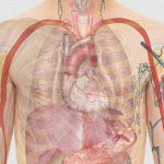 【超！閲覧注意】この男性、”動く心臓” と “肺” がまる見えになってしまったグロ動画･･･。