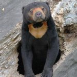 村人「クマの家族いたから殺してやったわｗｗ」