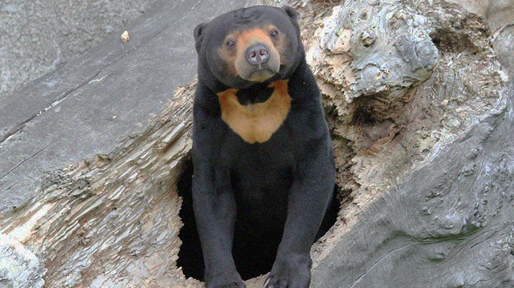 村人「クマの家族いたから殺してやったわｗｗ」