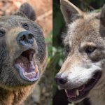 クマの群れ v.s オオカミの群れ。勝敗の行方やいかに･･･。