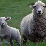 【衝撃映像】農家「羊の “粉瘤（ふんりゅう）” デカすぎワロタ･･･」