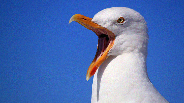 【捕食動画】カモメさん、”ハト食べ過ぎ” 問題。