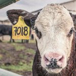 【超！閲覧注意】中国人、生きたまま牛をさばいてしまうグロ動画･･･。