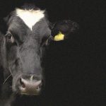 【閲覧注意】牛を運んでいたトラックが転倒 → 村人「牛の肉切って盗んだろ！」