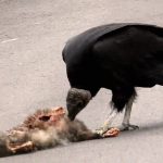 【捕食動画】ハゲタカが死体を貪る様子がちょっと不気味･･･。