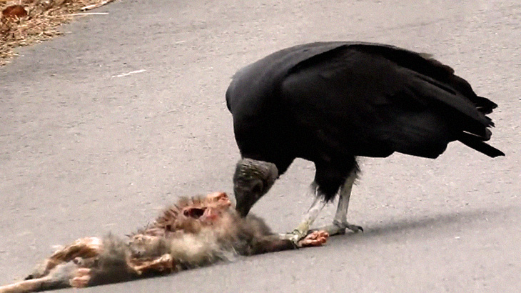 【捕食動画】ハゲタカが死体を貪る様子がちょっと不気味･･･。