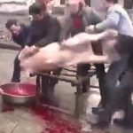 血抜き中の豚「どうせ死ぬなら最期に仕返ししてやるわ！」