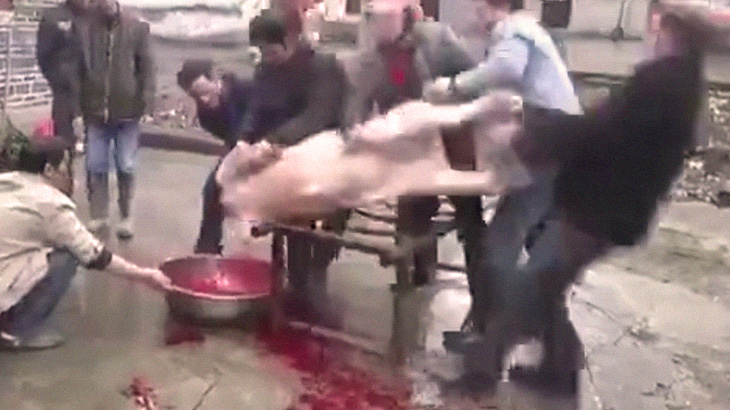 血抜き中の豚「どうせ死ぬなら最期に仕返ししてやるわ！」