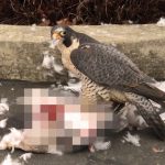 【捕食動画】「ハヤブサ」が「カモメ」食ってる映像がなんだか不気味･･･。