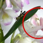 【捕食動画】美しい花に擬態して捕食するハナカマキリ。