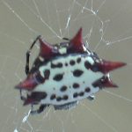 【捕食動画】身体にトゲを持つ奇妙すぎるクモ「オーブウィーバー」。