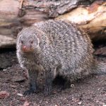 【捕食動画】マングース、キングコブラを瞬殺。