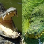 「4メートルの巨大ワニ」v.s「5メートルの巨大ヘビ」勝敗やいかに。
