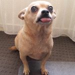 【衝撃映像】警察官、吠えるチワワを撃ち抜いてしまう。