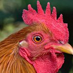 【閲覧注意】鶏をそのまま肉挽き機に入れてミンチにするグロ動画。