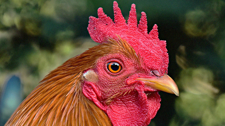 【閲覧注意】鶏をそのまま肉挽き機に入れてミンチにするグロ動画。