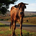 【閲覧注意】切り裂いた牛の肉に “食らいつく女たち” のグロ動画が怖すぎる･･･。