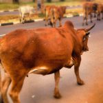【衝撃映像】何かが気に入らなかった牛、走行中のバイクを吹き飛ばす。
