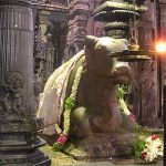 “聖なる牛” さん、ただ歩いていただけの女性を後ろから突き飛ばす。