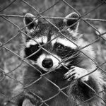 【衝撃映像】アメリカの警察、害獣駆除としてアライグマを車で轢き殺してしまう。