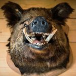 イノシシ狩りをするハンター視点映像が迫力満点。