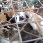 【閲覧注意】屠殺される猫。ベトナムの猫肉市場のグロ動画が衝撃的。