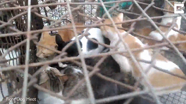【閲覧注意】屠殺される猫。ベトナムの猫肉市場のグロ動画が衝撃的。