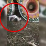 【インド】お祭り中、転倒した男性が巨大な山車に轢かれて死亡。