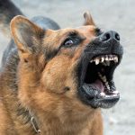 DQN「ここの家の犬、いつもうるせーから殺しとこｗ」→ 銃でパーン。