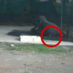 ゾウの身体を洗っていた飼育員の男性、潰されて死亡。