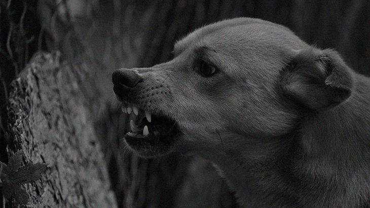 【超！閲覧注意】隣人が飼っている犬に “顔を食われてしまった” グロ動画･･･。