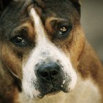 噴水で遊んでいた女の子、ピットブルに腕を噛まれてしまう。