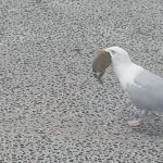 【捕食動画】カモメさん、ウサギを丸飲みしてしまう。