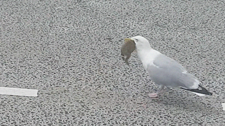 【捕食動画】カモメさん、ウサギを丸飲みしてしまう。