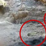 「コブラを銃で撃ってみるよ！」→ 真っ二つになったコブラが逃げていく映像。