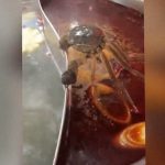 料理店にて “生きるために必死” なカニが撮影される。