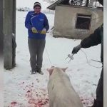 「豚を高圧電力で殺しまーす」→ 豚と一緒になぜか人間も倒れてしまう。